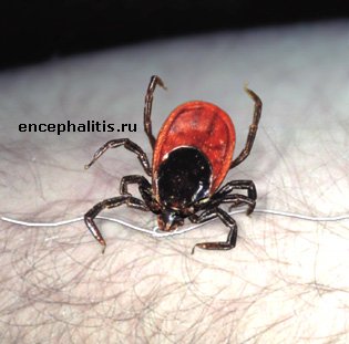 Извлечение клеща
